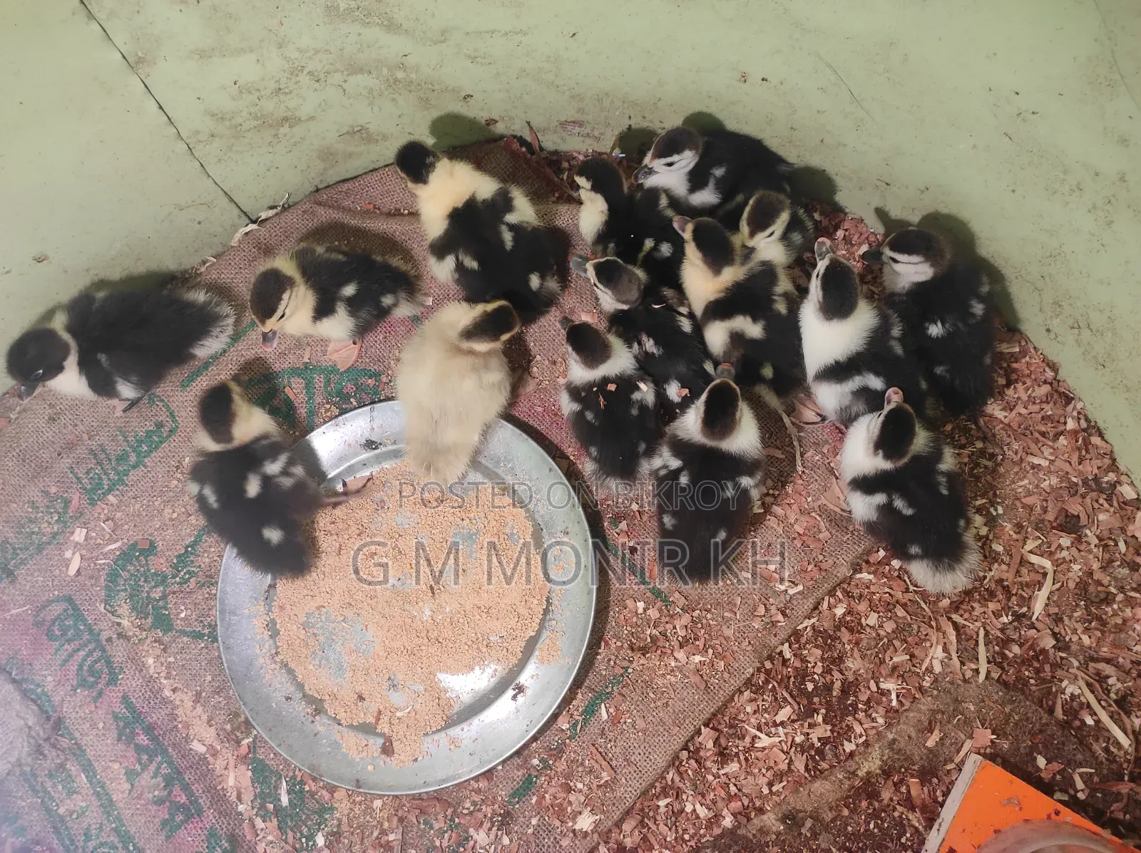 Muscovy ducklings