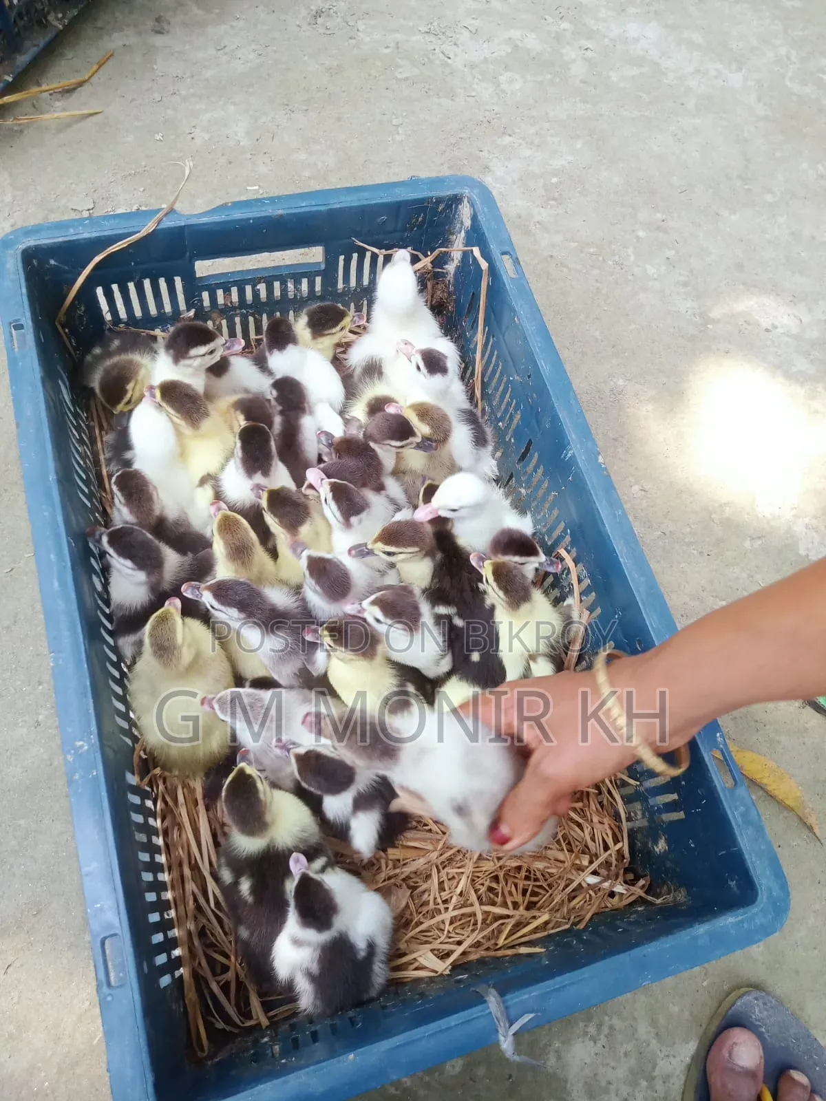 Muscovy ducklings