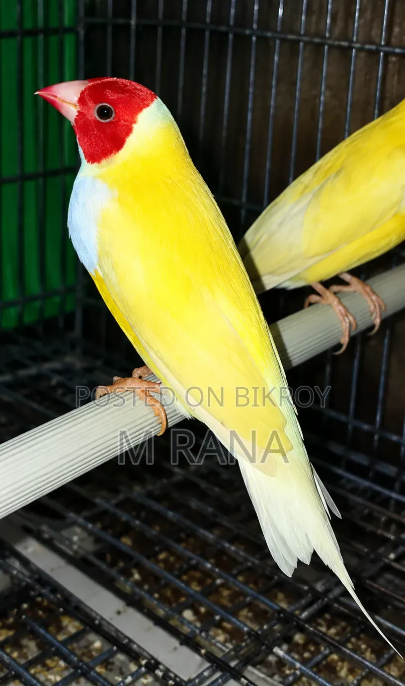 হলুদ গোল্ডিয়ান জোড়া