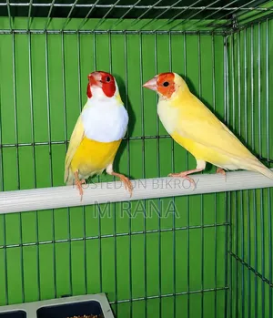 হলুদ গোল্ডিয়ান জোড়া
