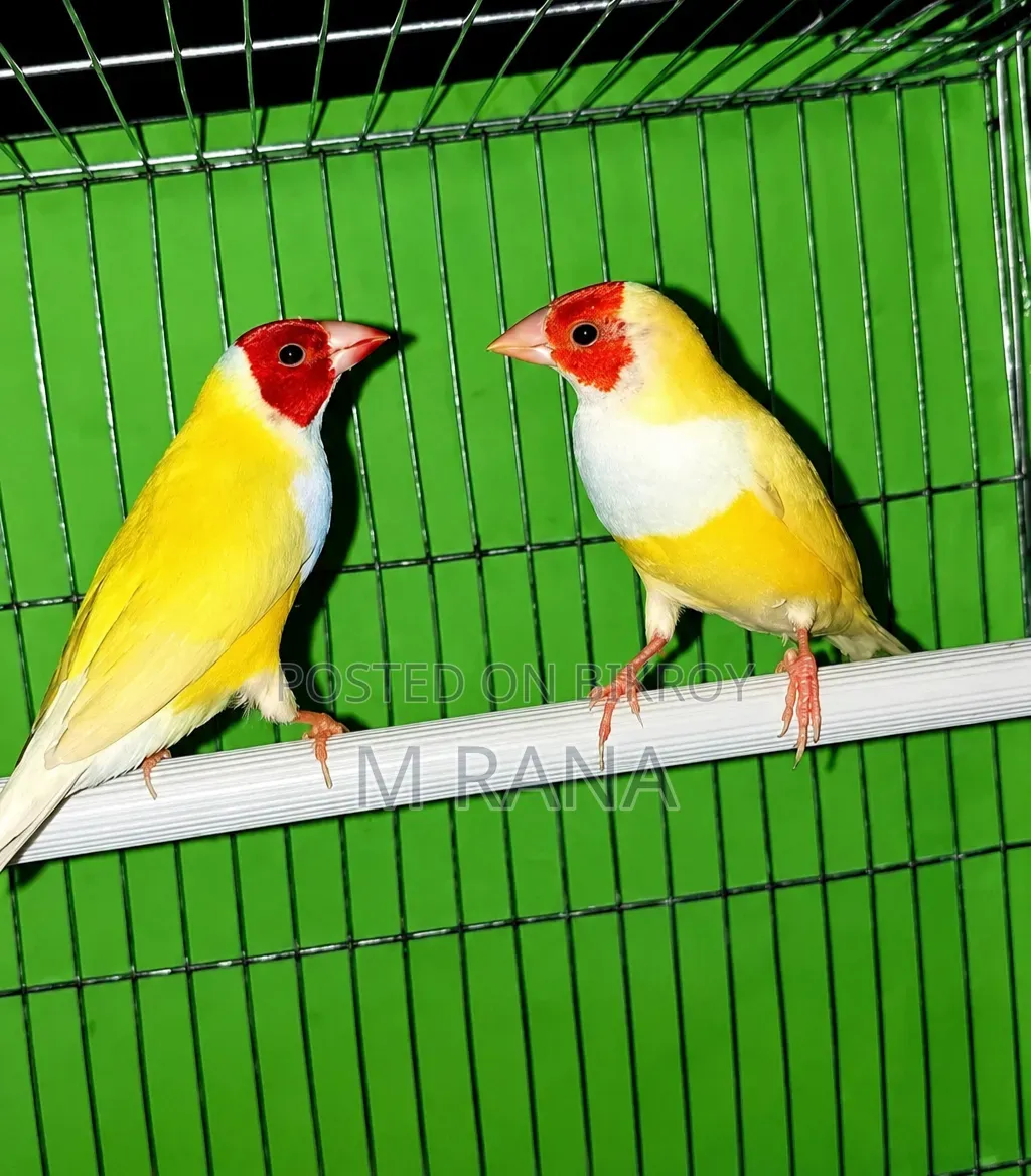 হলুদ গোল্ডিয়ান জোড়া