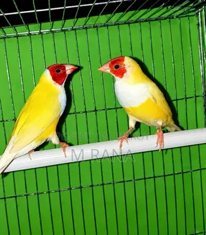 হলুদ গোল্ডিয়ান জোড়া