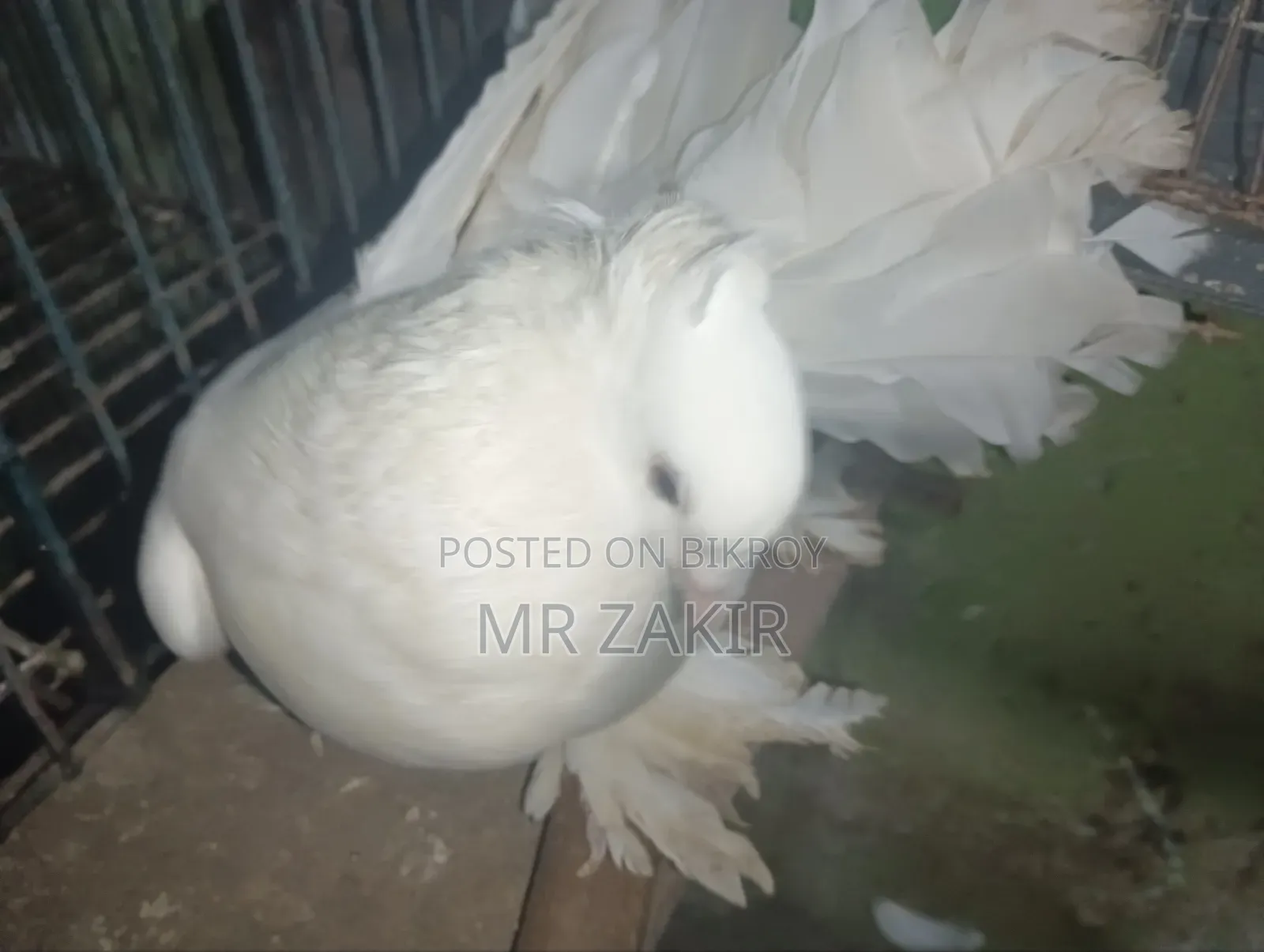 Lokkha Pigeon