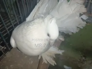 Lokkha Pigeon