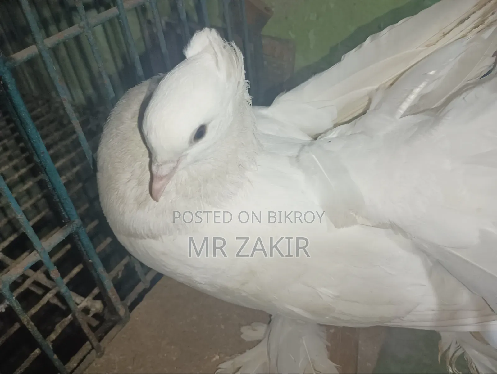 Lokkha Pigeon
