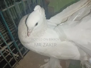 Lokkha Pigeon