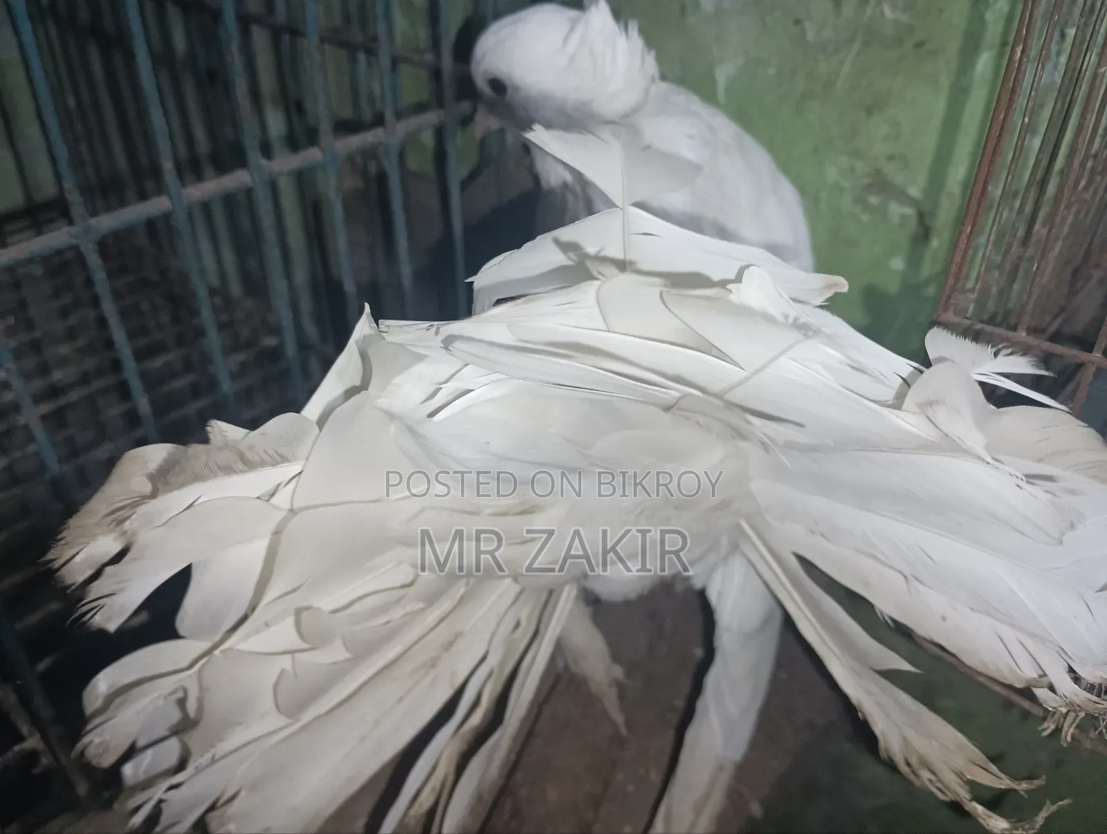 Lokkha Pigeon