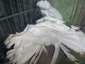 Lokkha Pigeon
