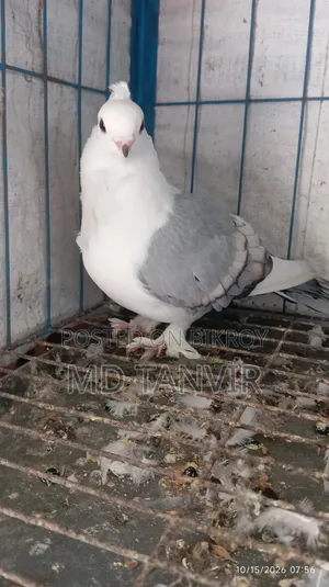 ক্লাসিক সাদা বার স্যাটিন