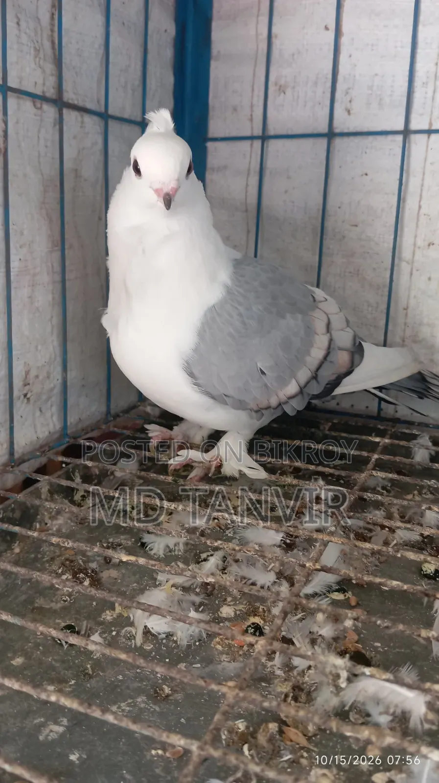 ক্লাসিক সাদা বার স্যাটিন