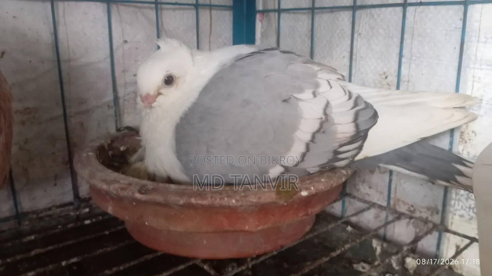 ক্লাসিক সাদা বার স্যাটিন