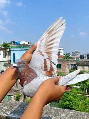 Running Pair of Pigeons
