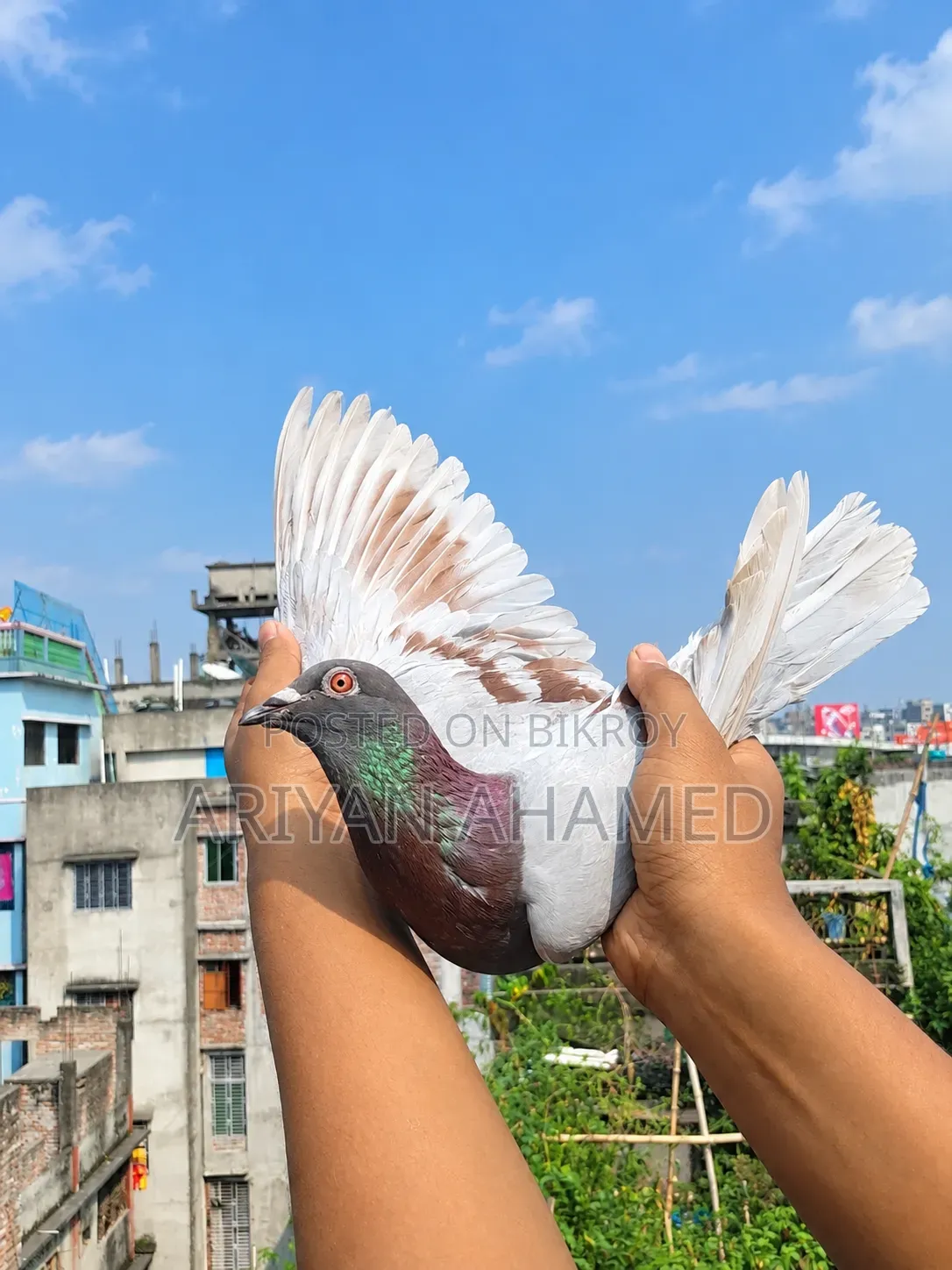 Running Pair of Pigeons