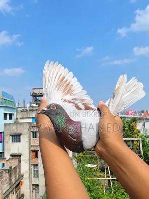 Running Pair of Pigeons