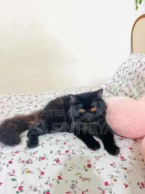 1+ year Male Purebred Persian