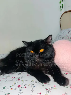 1+ year Male Purebred Persian