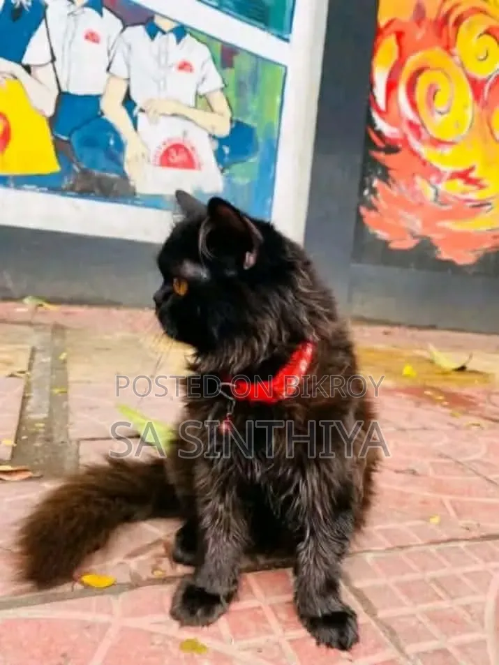 1+ year Male Purebred Persian