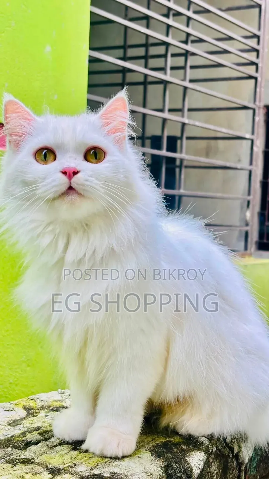 1+ year Female Purebred Persian