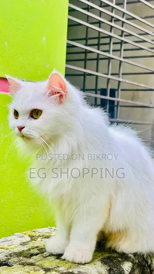 1+ year Female Purebred Persian