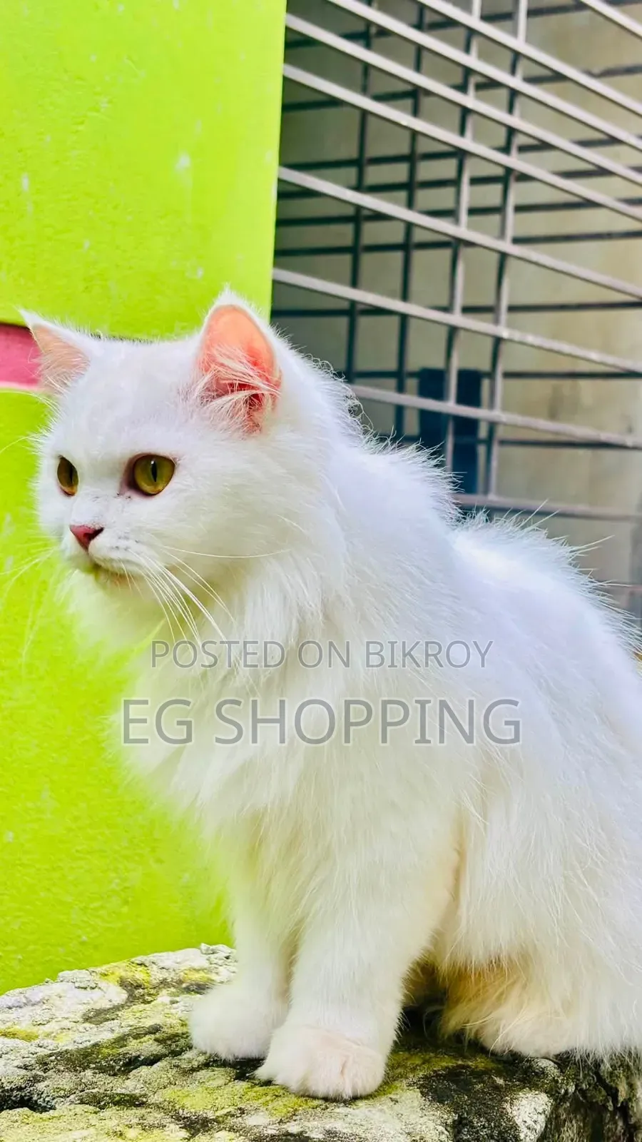 1+ year Female Purebred Persian