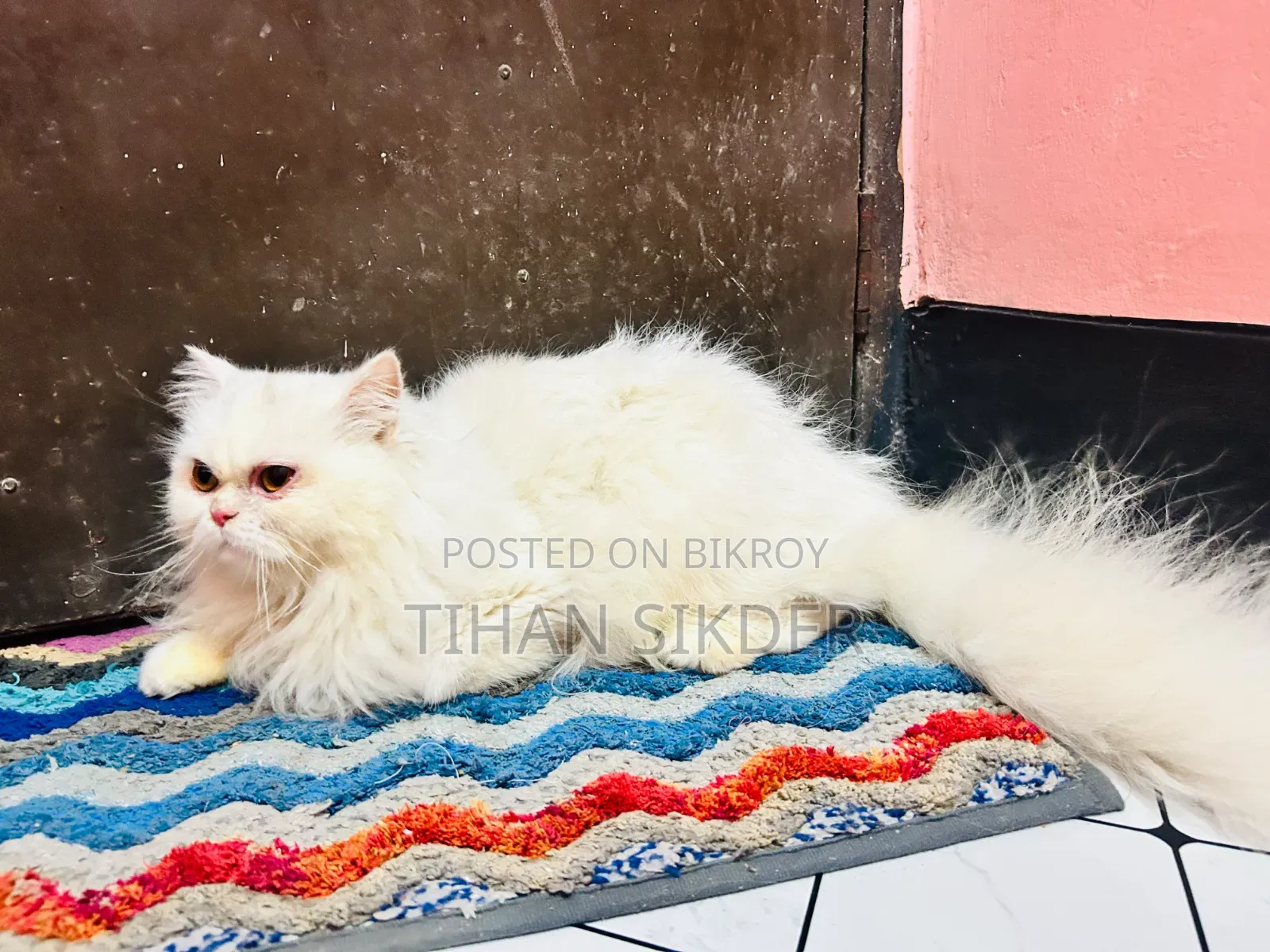 ৬-১২ মাসের ফিমেল পিওরব্রেড পার্সিয়ান