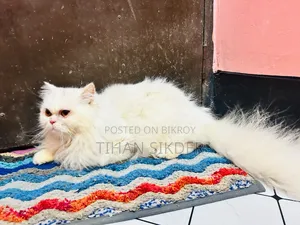 ৬-১২ মাসের ফিমেল পিওরব্রেড পার্সিয়ান