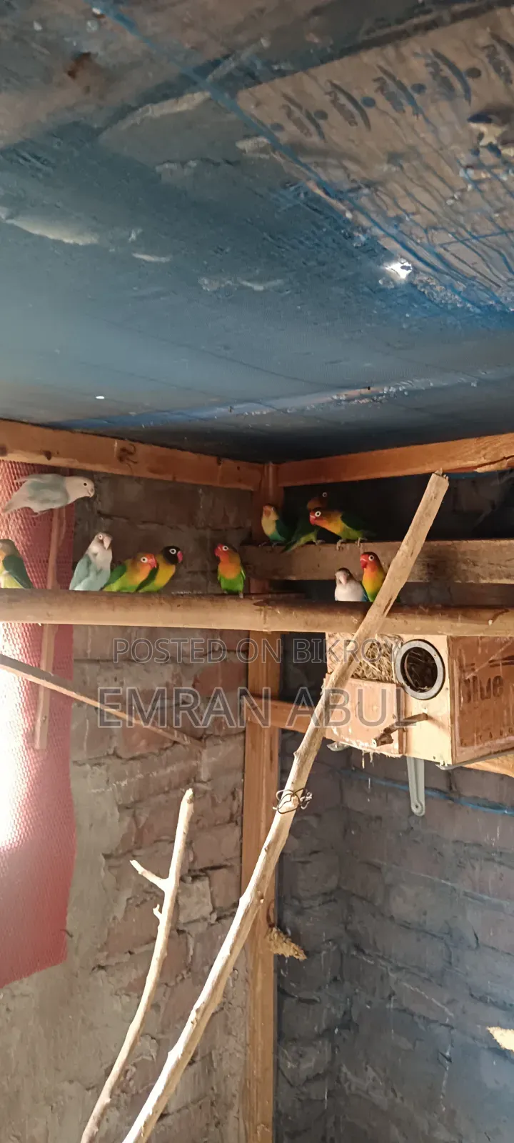 Eight Pairs of Lovebirds