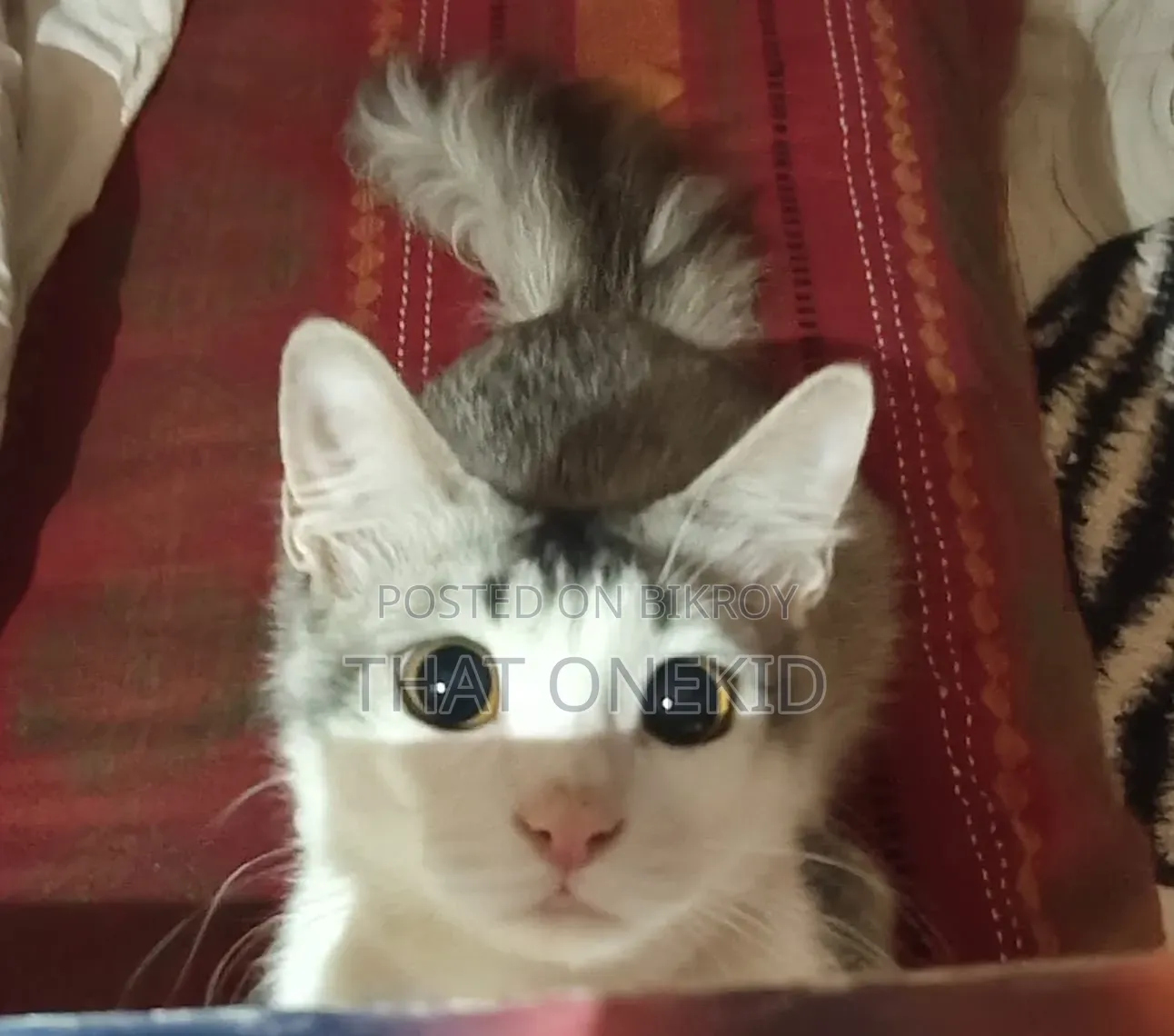 6-12 months Male Mixed Breed Norwegian Forest