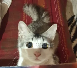 6-12 months Male Mixed Breed Norwegian Forest