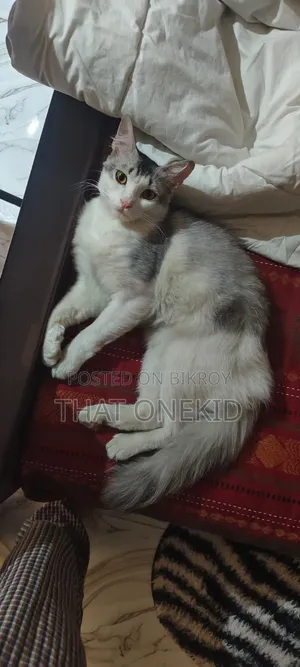 6-12 months Male Mixed Breed Norwegian Forest