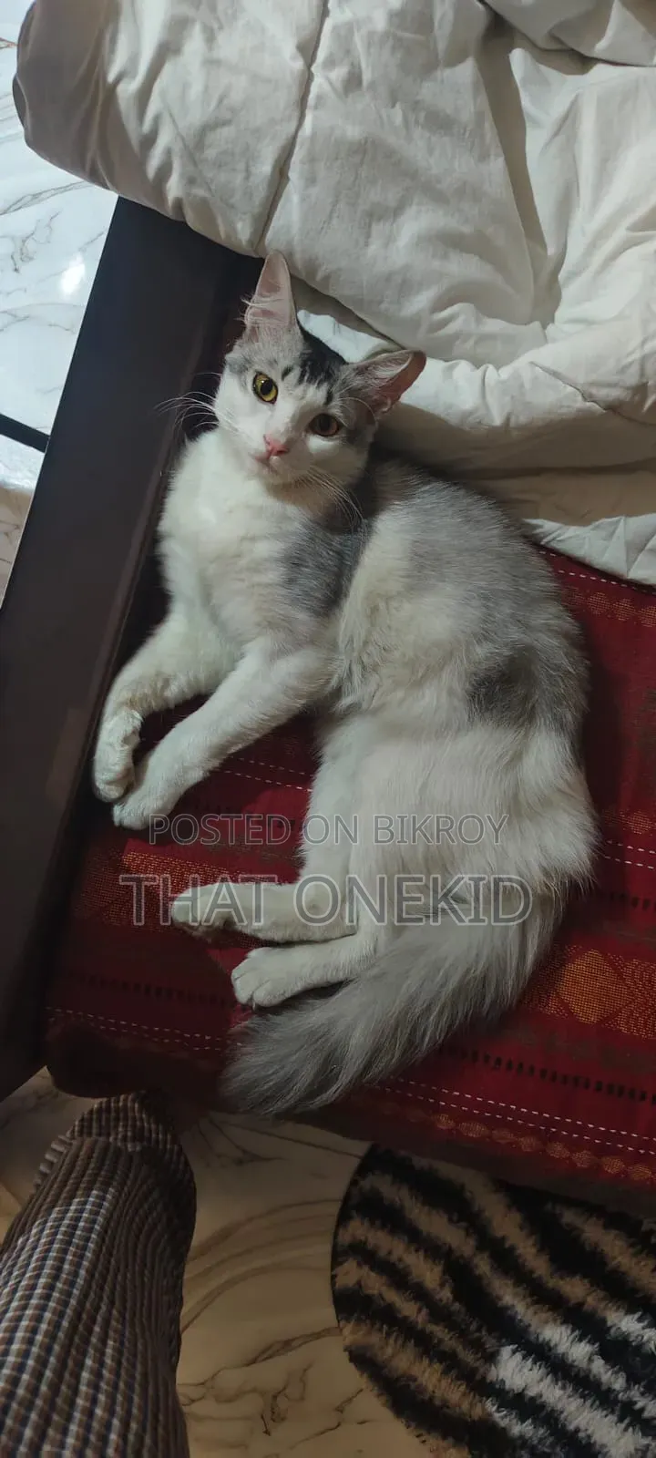 6-12 months Male Mixed Breed Norwegian Forest