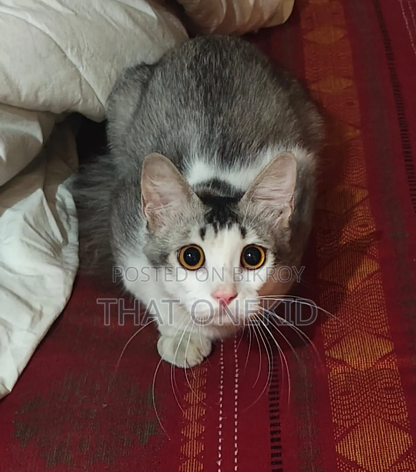 6-12 months Male Mixed Breed Norwegian Forest