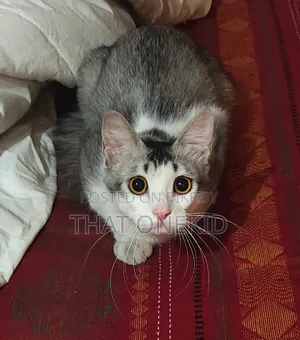6-12 months Male Mixed Breed Norwegian Forest