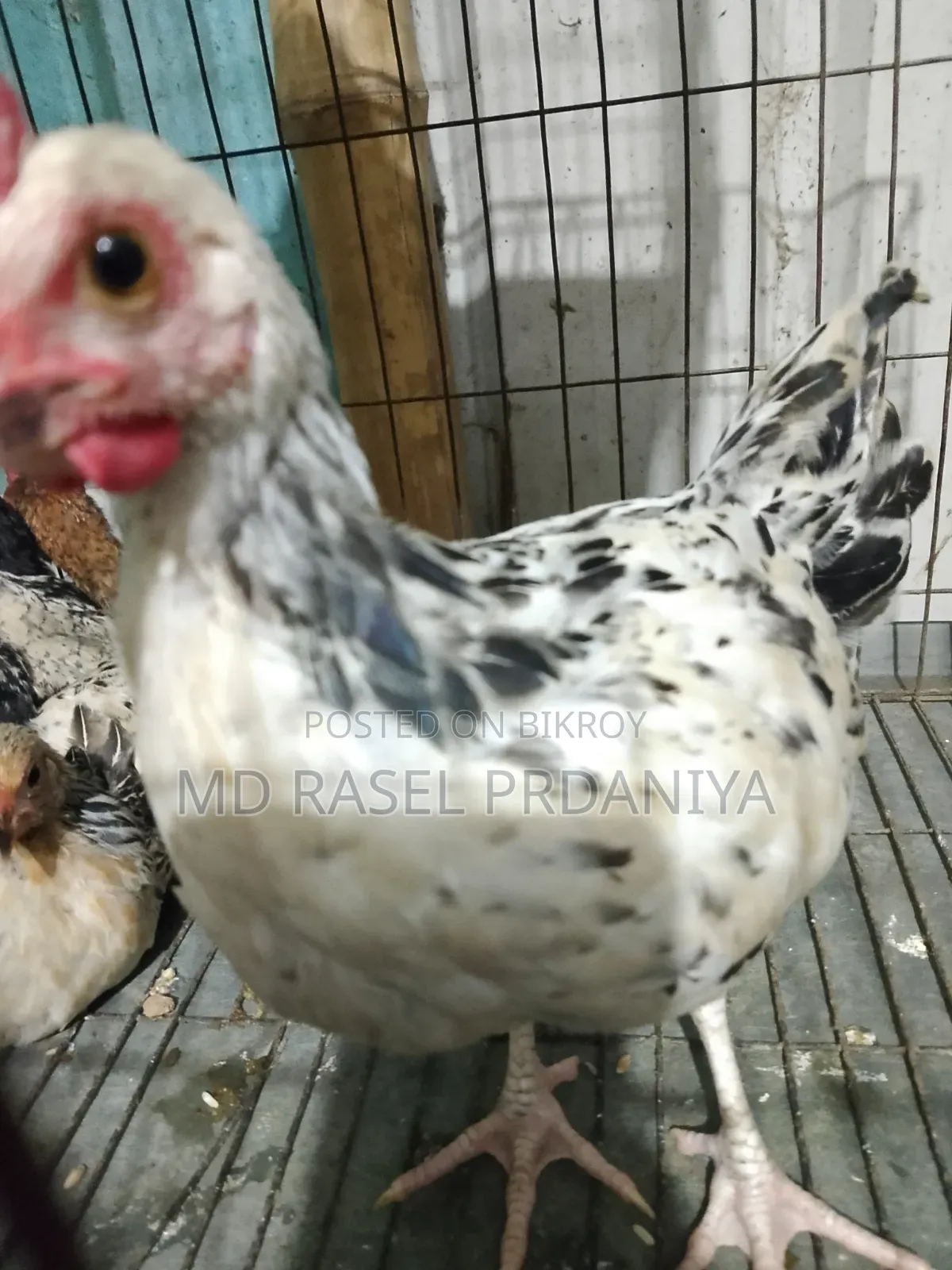 Call if you want to take Deshi chicken chicks
