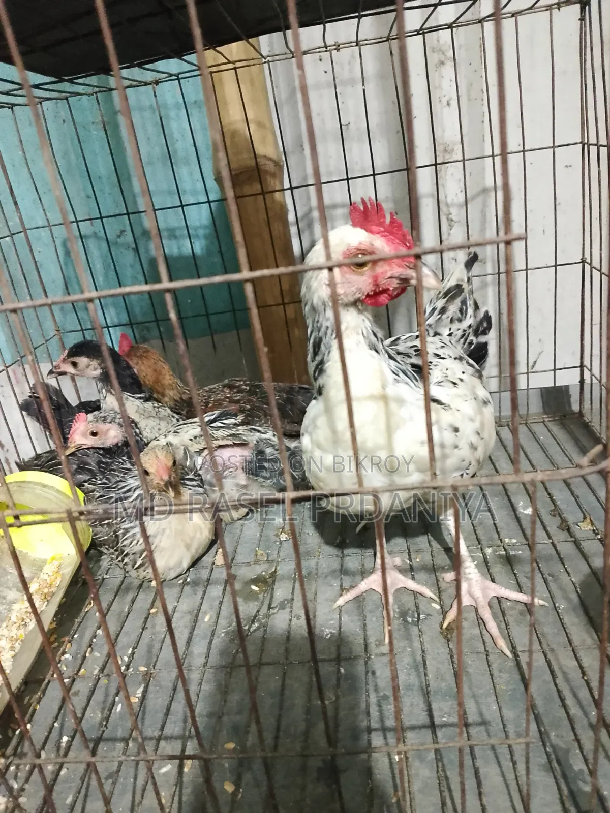 Call if you want to take Deshi chicken chicks
