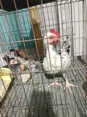 Call if you want to take Deshi chicken chicks