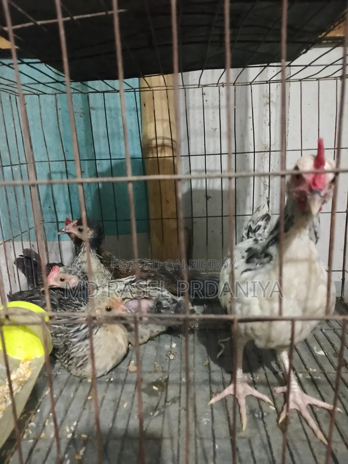Call if you want to take Deshi chicken chicks