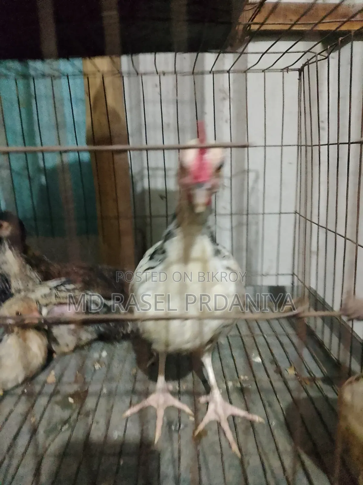Call if you want to take Deshi chicken chicks