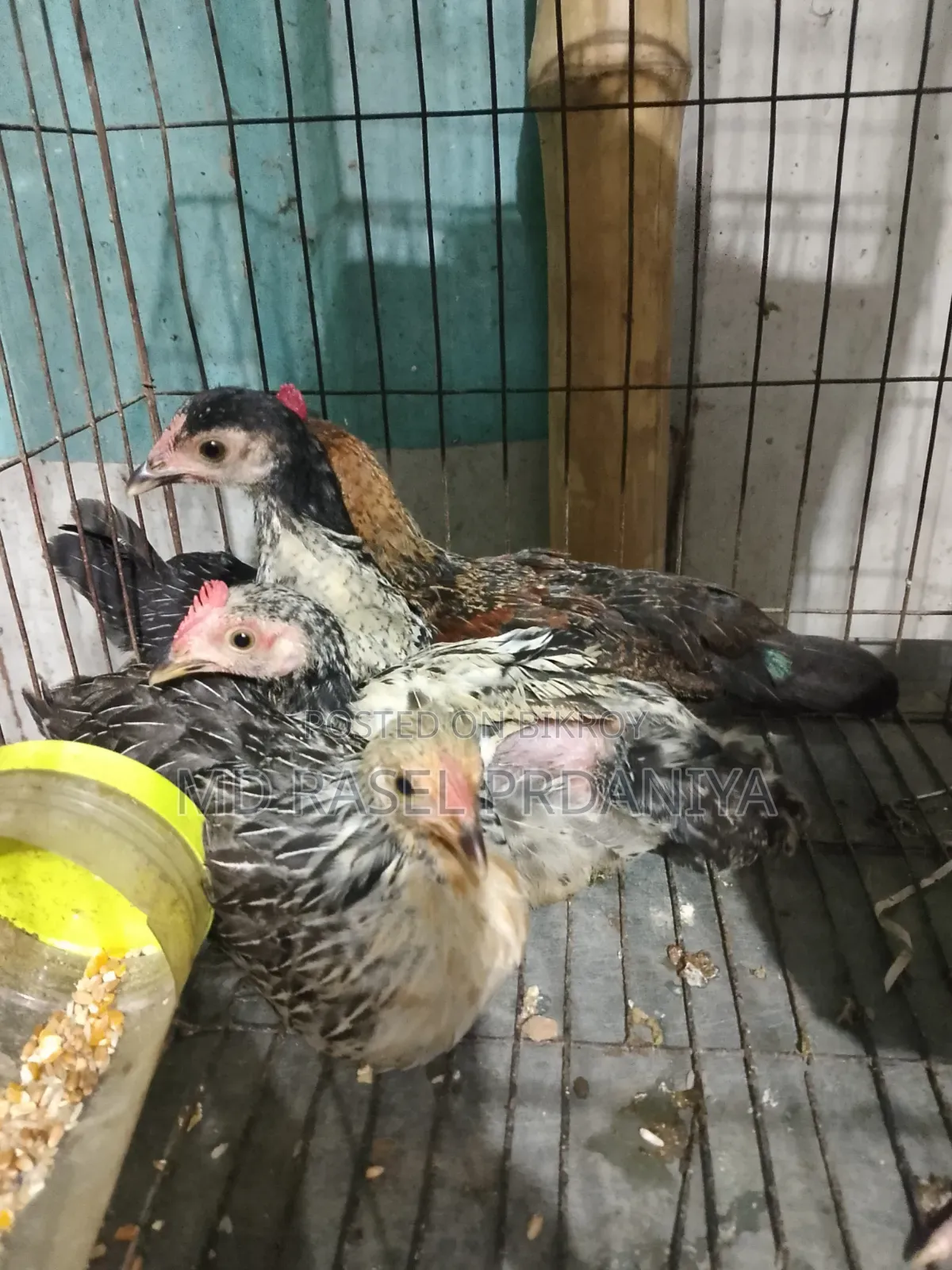 Call if you want to take Deshi chicken chicks
