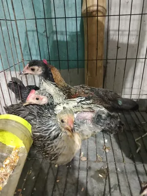 Call if you want to take Deshi chicken chicks