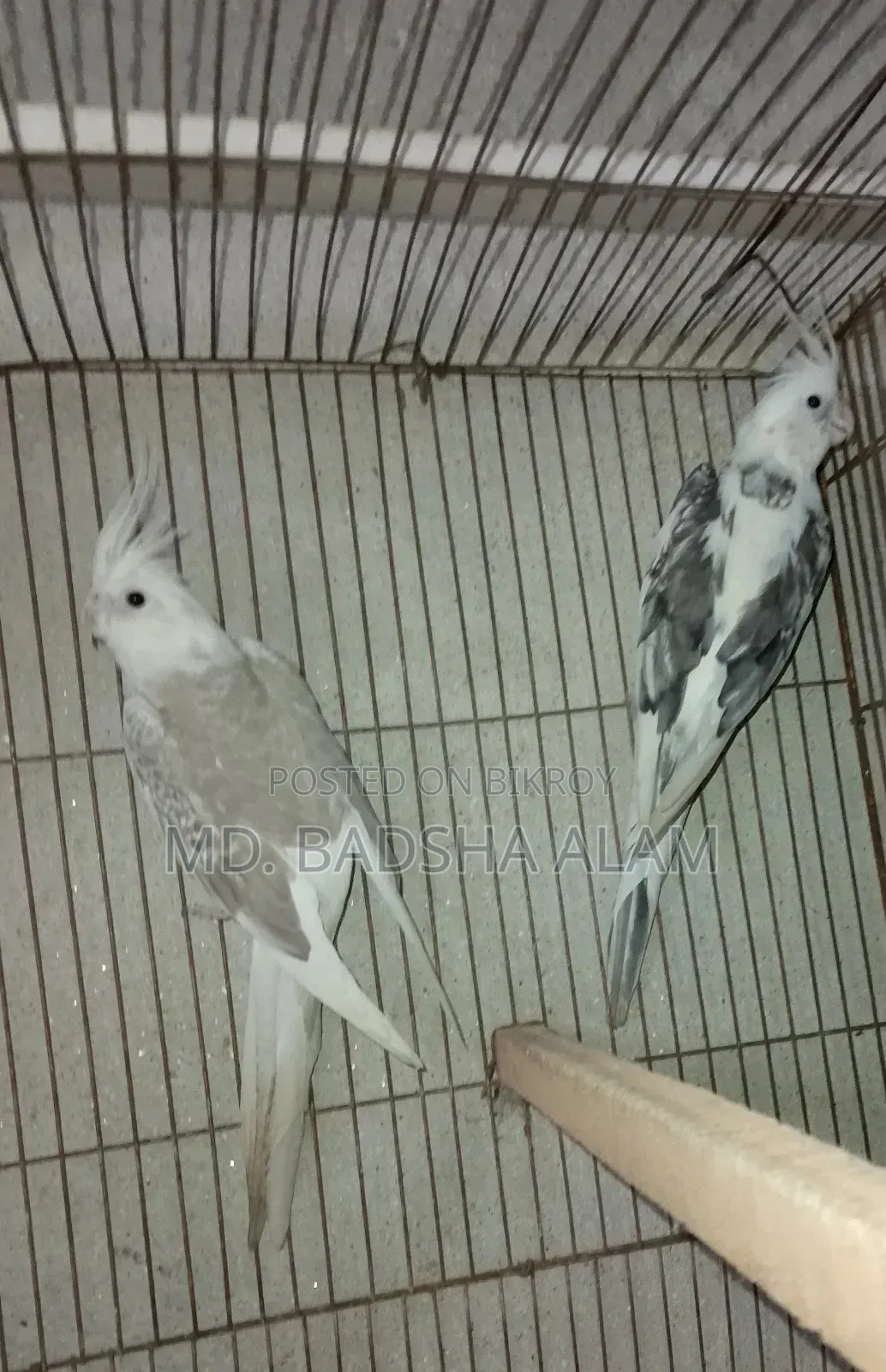 Cockatiel bird sell