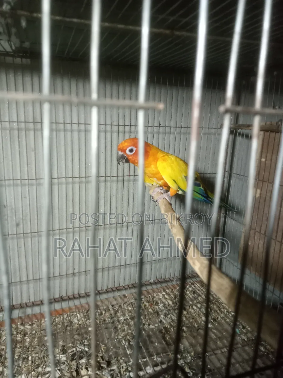 Sun Conure Raining Male