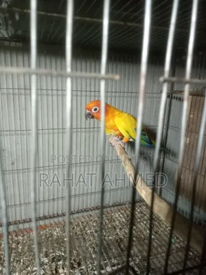 Sun Conure Raining Male