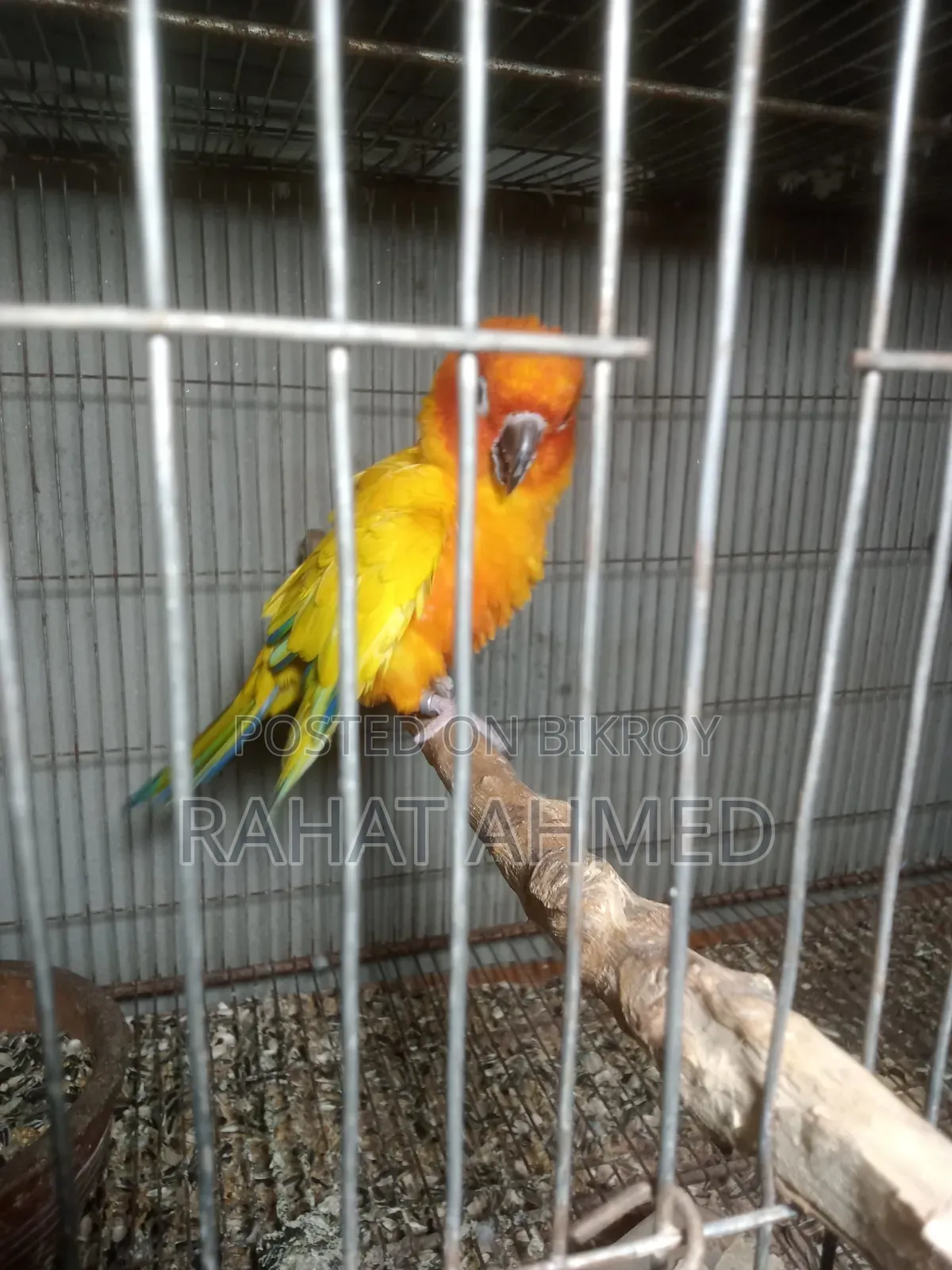 Sun Conure Raining Male