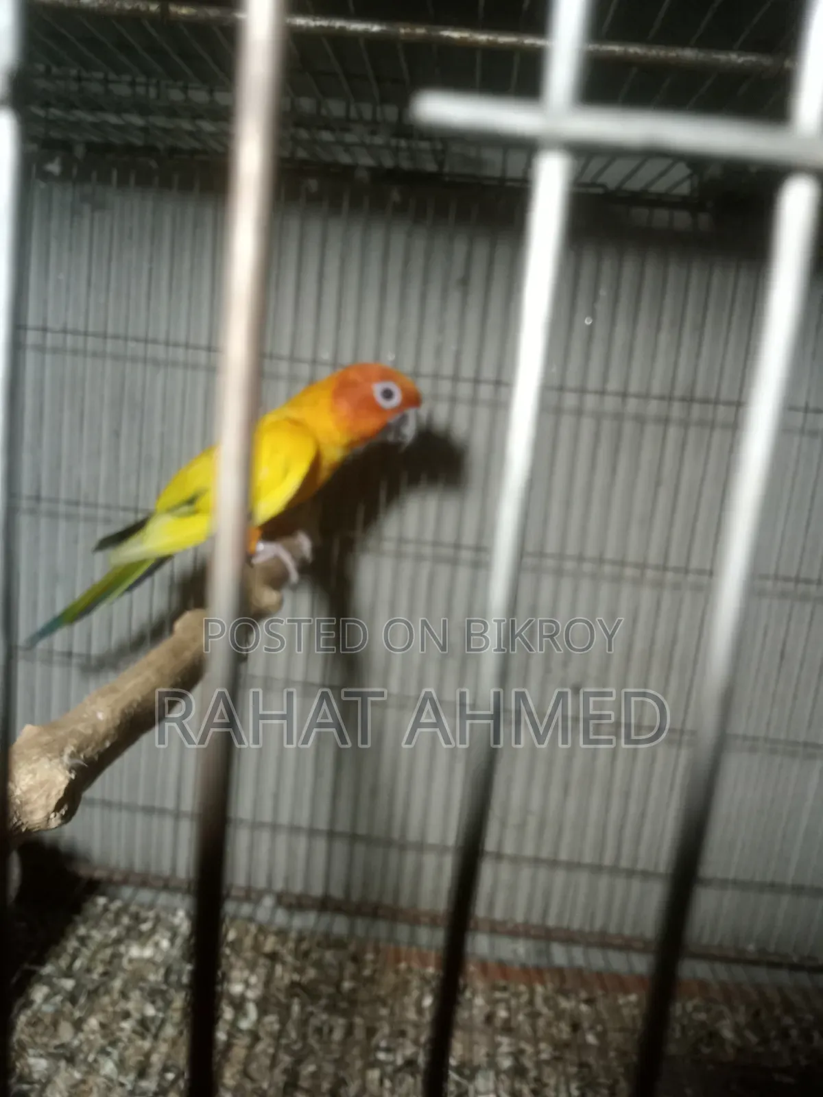 Sun Conure Raining Male