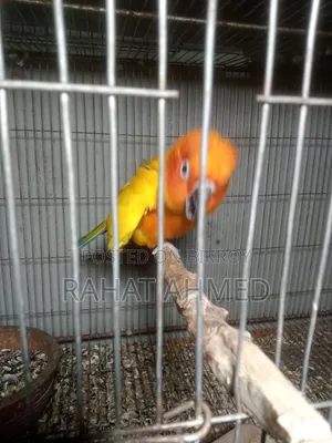 Sun Conure Raining Male