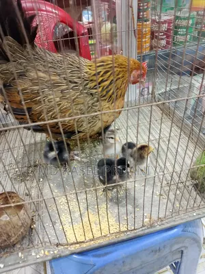 Desi hen with chicks
