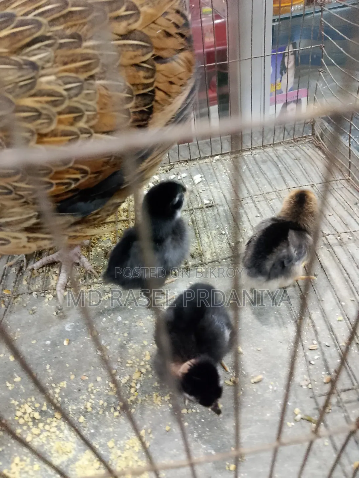 Desi hen with chicks