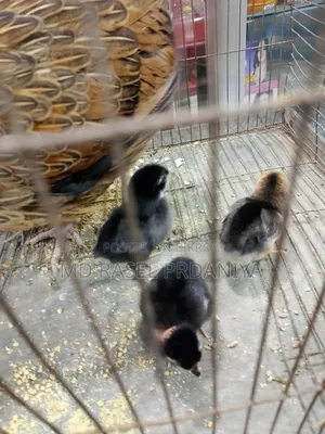 Desi hen with chicks