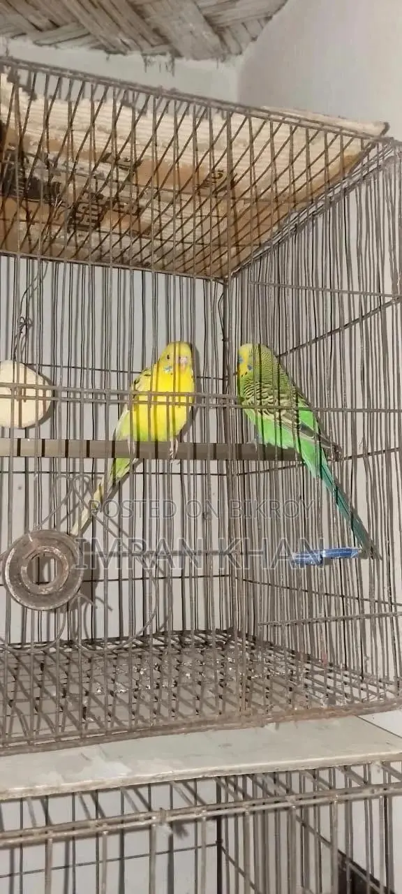 রানিং বাজরিগার পাখি